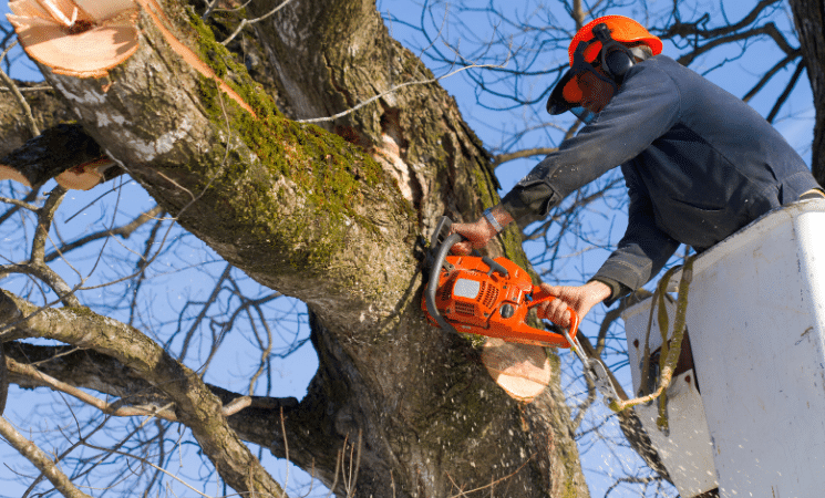 pruning